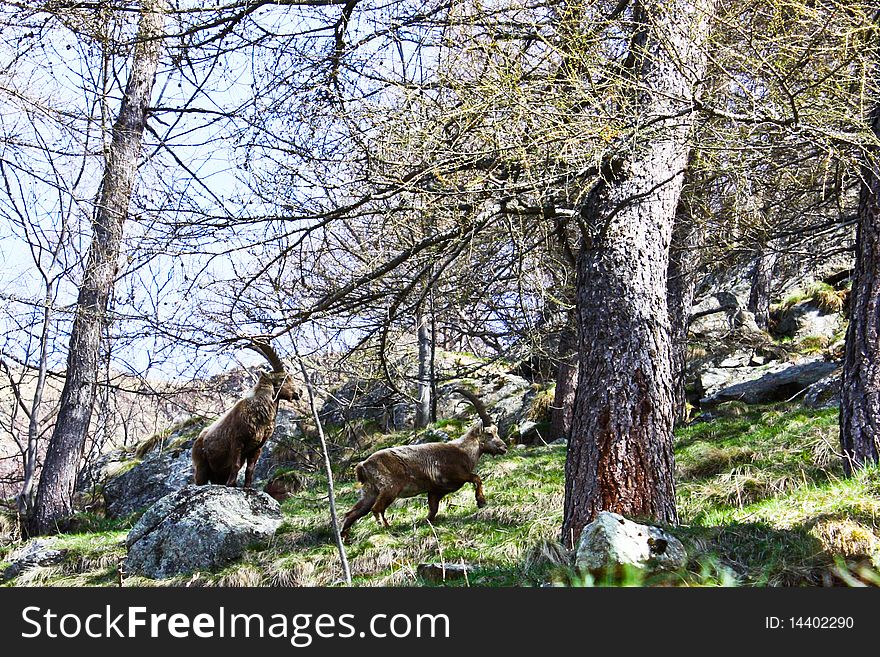 Two capra ibex in Parco del Gran Paradiso, Italy. Males during love season. Two capra ibex in Parco del Gran Paradiso, Italy. Males during love season.