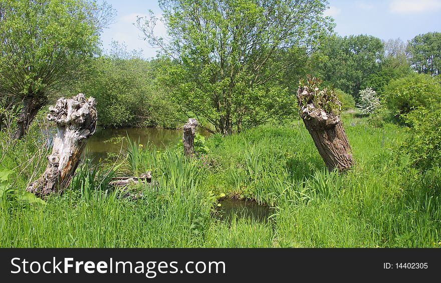 Sight on a Floodplain with Cut Willow Trees, Grass ans Sky during early Summer, Pond, Nature, Environment, Mead landscape, Germany