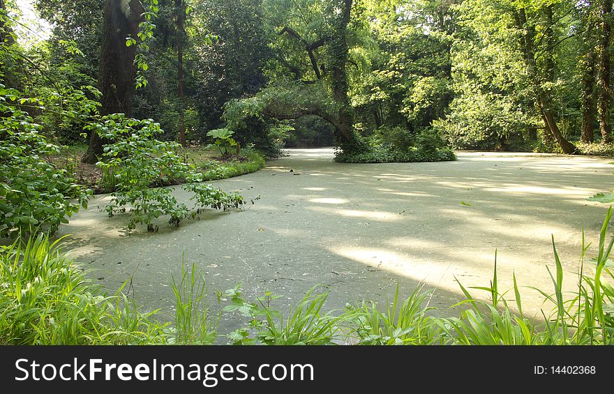 Sight on a Pond inside Park Area Jungle like Forest, Water flanked by Trees. Sight on a Pond inside Park Area Jungle like Forest, Water flanked by Trees