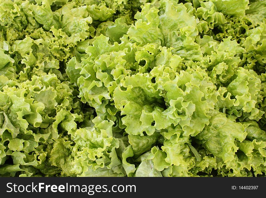 Lettuce Background