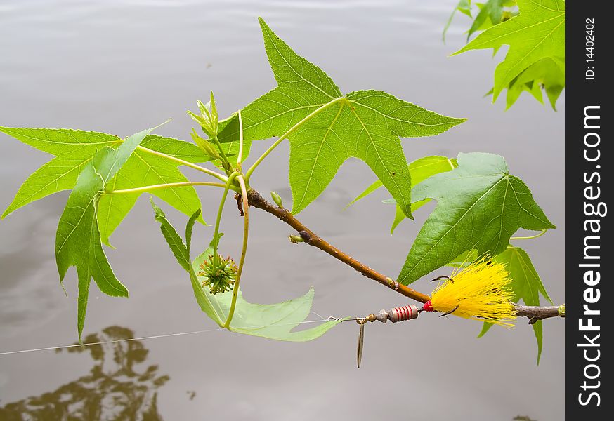 Spinner fishing lure stuck in branch of sweet gum tree during casting. Spinner fishing lure stuck in branch of sweet gum tree during casting.