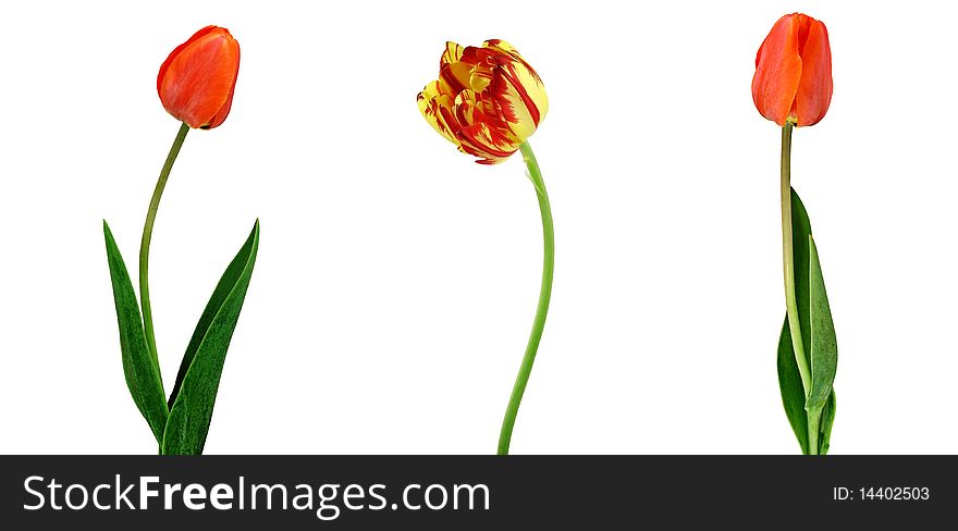Three tulips isolated on a white background. Three tulips isolated on a white background.
