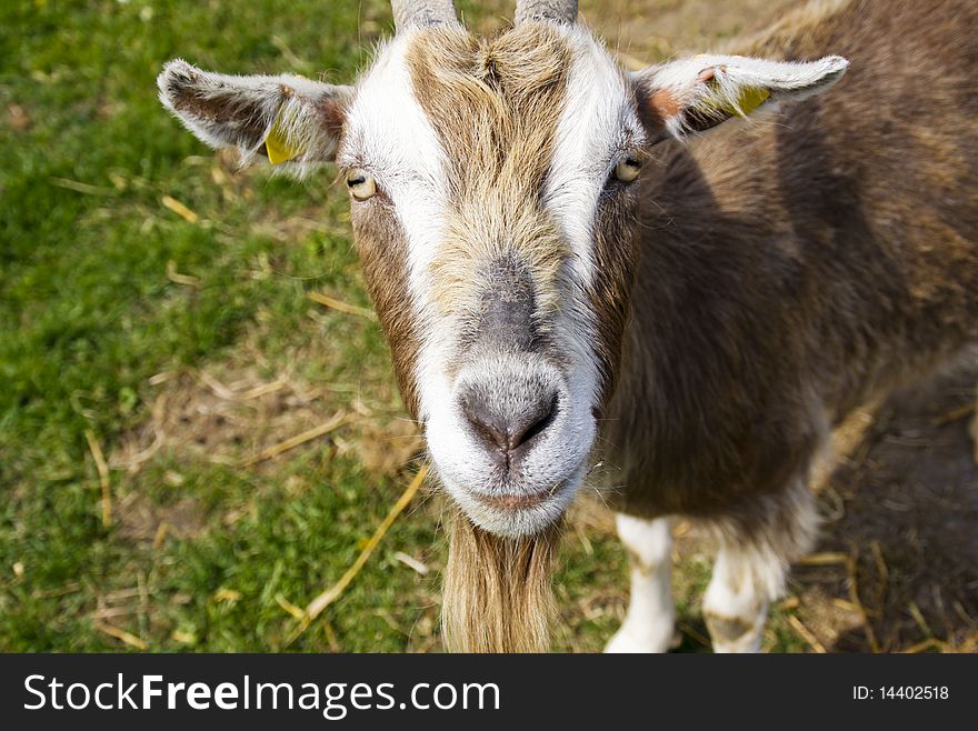 Goat smiling at camera on a farm