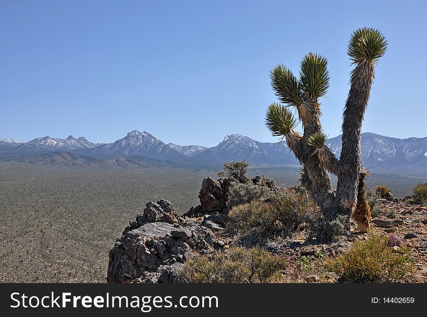 Joshua tree pictured against a horizon of Spring Mountains range in southern Nevada. Joshua tree pictured against a horizon of Spring Mountains range in southern Nevada
