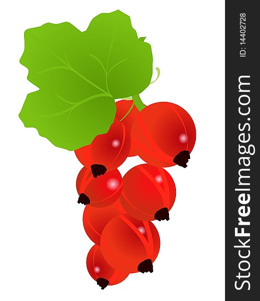 Vector colored illustration of currant