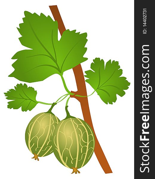 Vector colored illustration of gooseberry