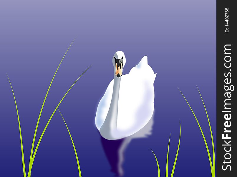 A white swan swimming on the water.