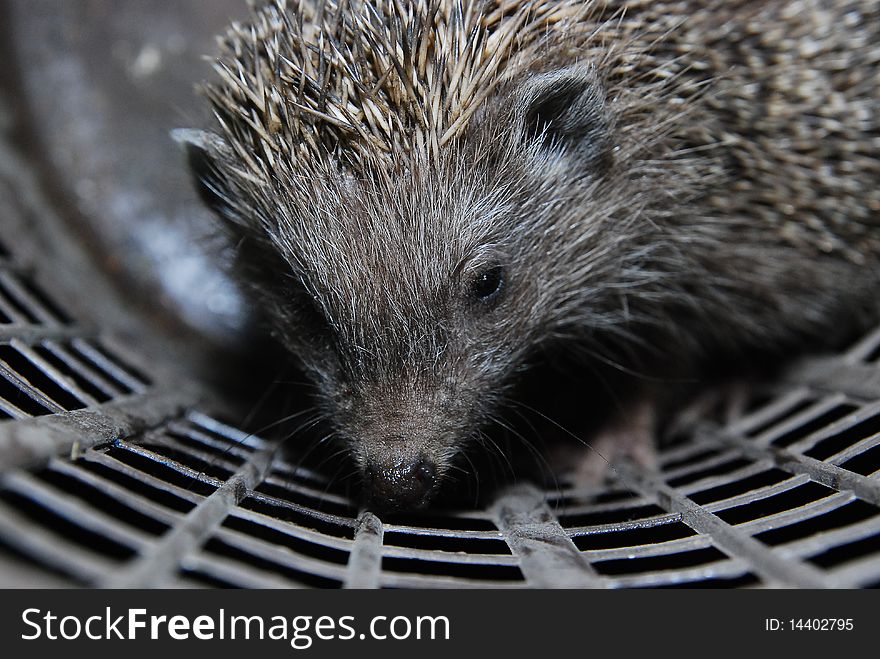 Close-up to hedgehog in the bucket