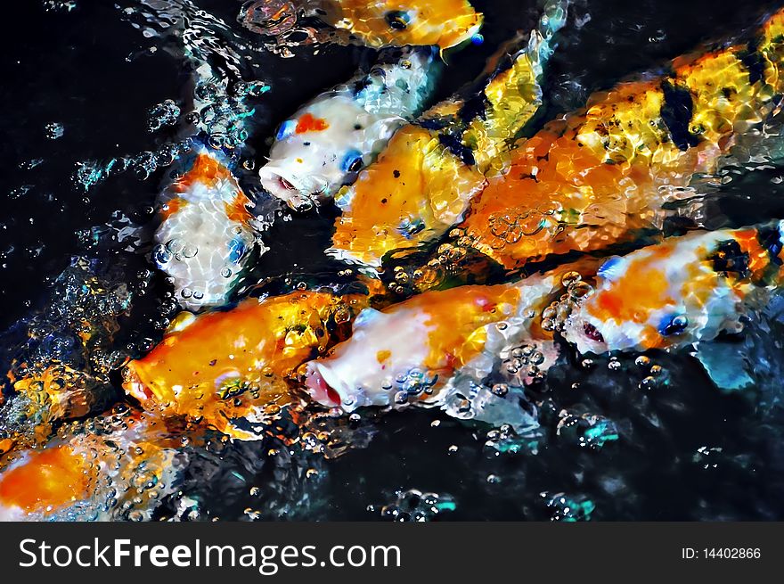 Koi fish in pond drink fresh water from man-made waterfall