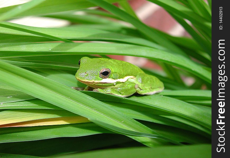 Tiny green treefrog among lilly stems