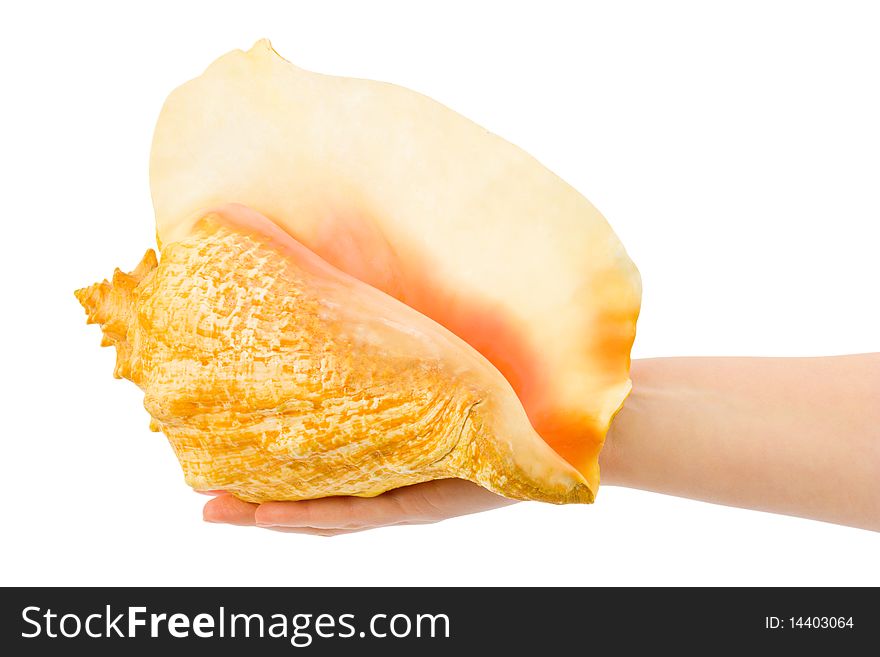 Hand and sea shell isolated on white background