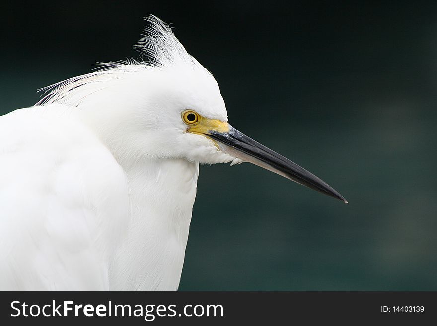 A close up of a Snowy Egret with a dark background