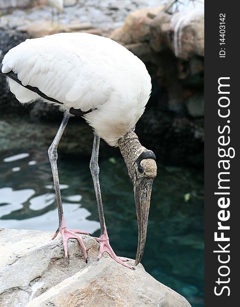 A Wood Stork is perched on a rock.