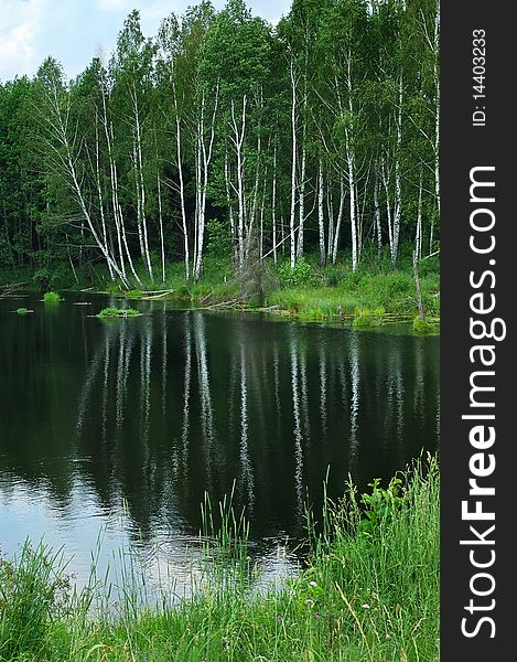 White birches reflected in dark water of the lake. White birches reflected in dark water of the lake.