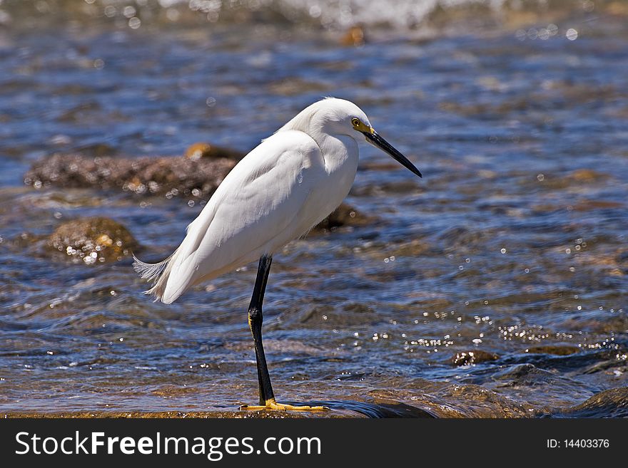 White Egret Standing In Shallow Water