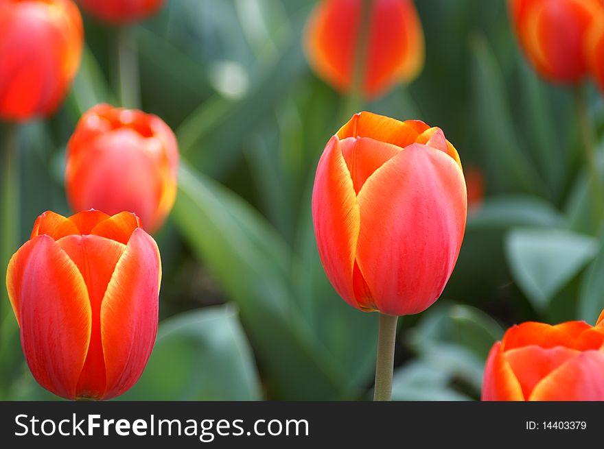 The green background of red tulips, taken in April 5, 2009