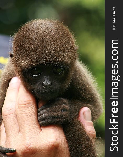 Monkey from Amazon rain forest in Peru. Monkey from Amazon rain forest in Peru