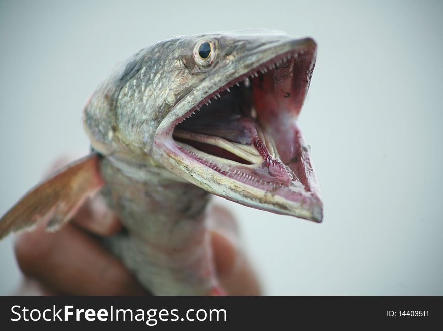 Pacific Ocean's fish with open mouth. Pacific Ocean's fish with open mouth