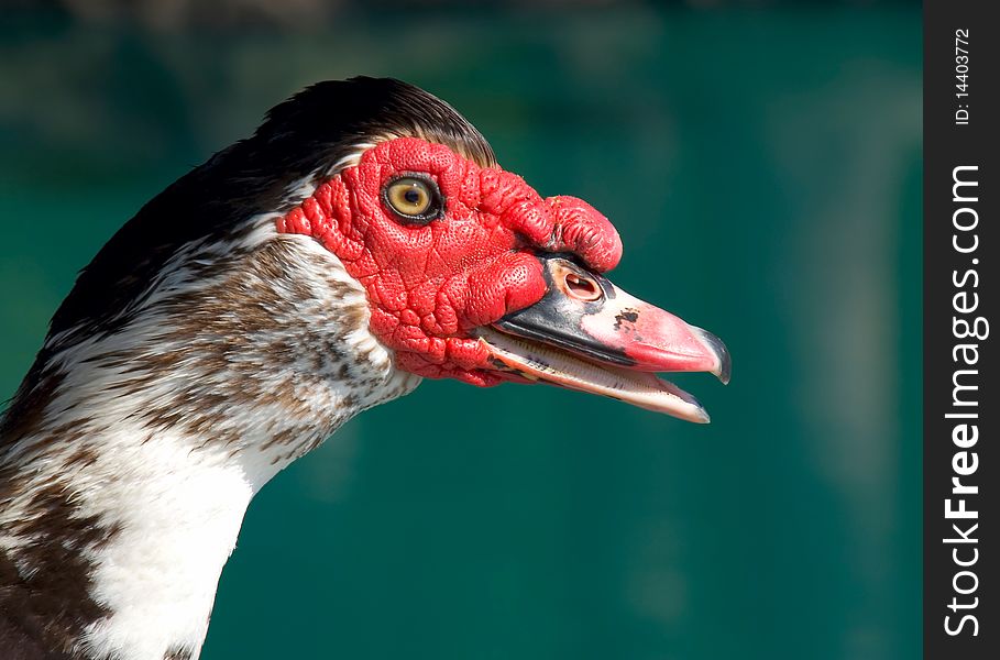 Muscovy duck portrait with blue pond background