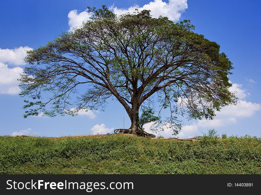 Big tree with sky background