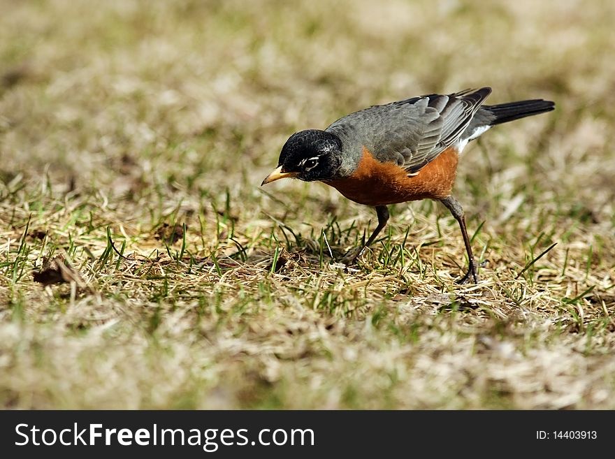 An American Robin in the spring pauses and intently listens. An American Robin in the spring pauses and intently listens.