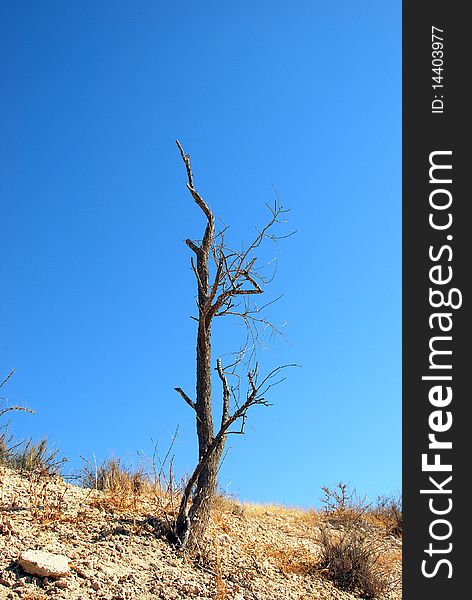 The dead dried up tree in desert. The dead dried up tree in desert