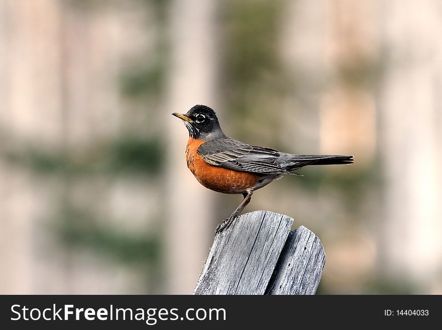 An American Robin perches on an old wooden fencepost. An American Robin perches on an old wooden fencepost.