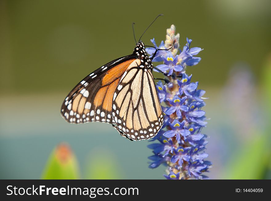 Monarch Butterfly resting on Lilac Flowers. Monarch Butterfly resting on Lilac Flowers