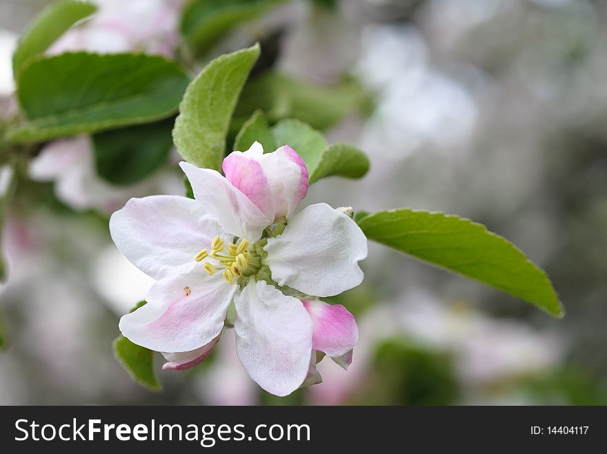 Brunch of peach blossoms against a blue sky