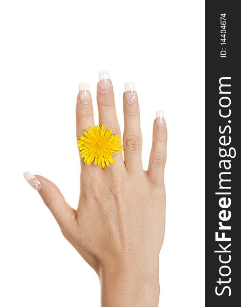 Yellow flower between fingers of female hand isolated in white
