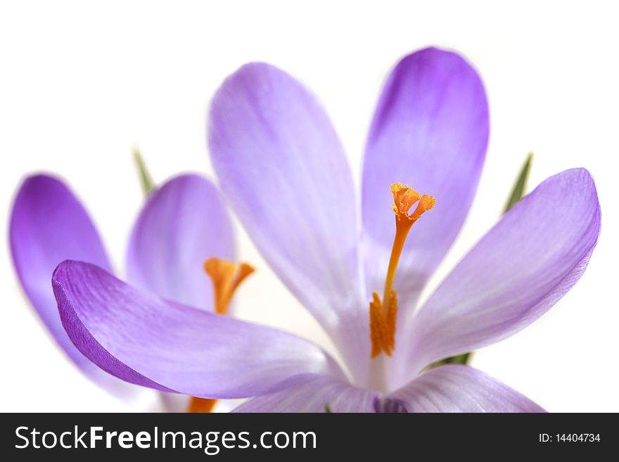 Close-up of lilac spring crocus over white backgraund