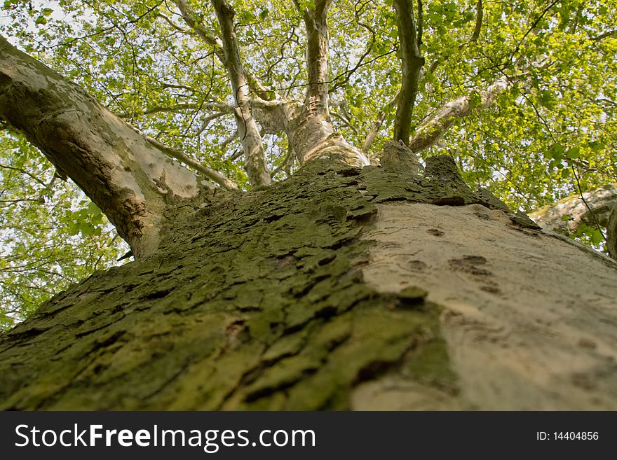 Huge Plane Sycamore Tree seen in special Frog Perspective, Platanus acerifolia Picture, Photograph, bark, Forest, old american
