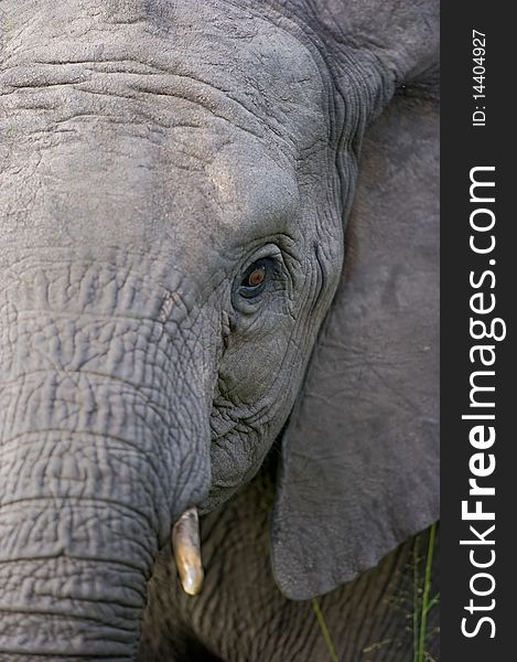 Elephant Facial Close-up