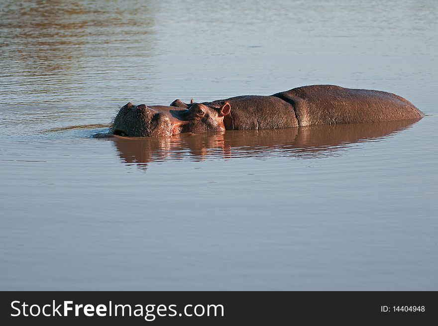 Hippo (Hippopotamus amphibius) in an African lake. Hippo (Hippopotamus amphibius) in an African lake