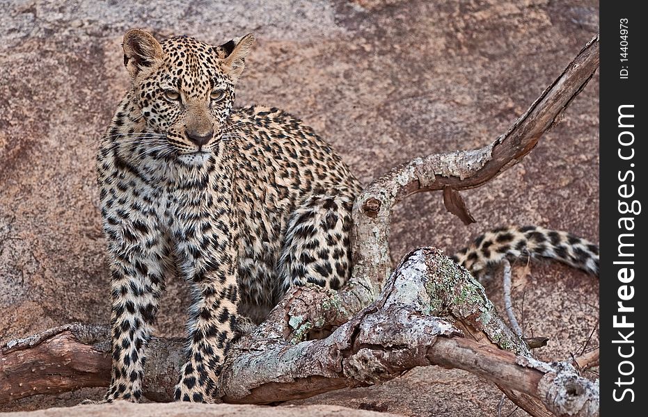 Leopard (panthera pardus) cub posing on a large rock in the African wilderness. Leopard (panthera pardus) cub posing on a large rock in the African wilderness