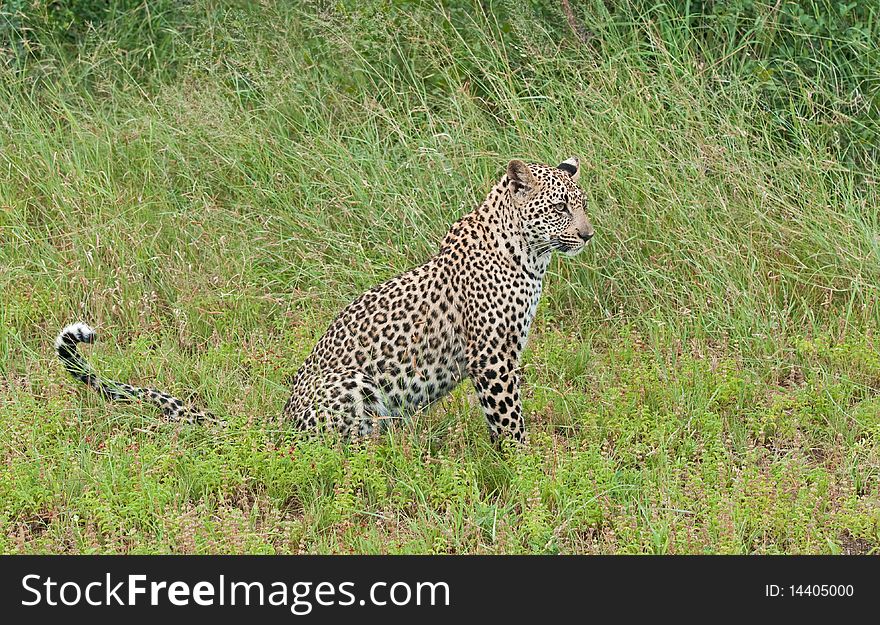 Leopard Cub In The Long Grass Of Africa