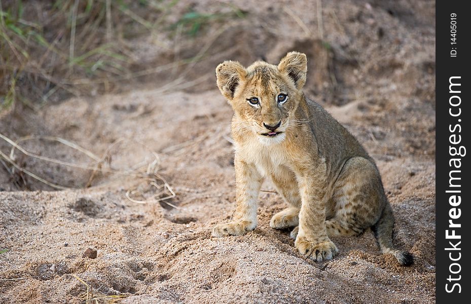 Lion (Panthera Leo) cub sitting alert in a dry riverbed in Africa. Lion (Panthera Leo) cub sitting alert in a dry riverbed in Africa