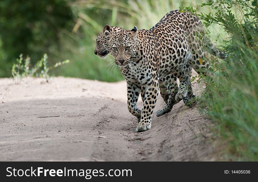 Wild leopard (panthera pardus) mother and cub coming into a clearing. Wild leopard (panthera pardus) mother and cub coming into a clearing