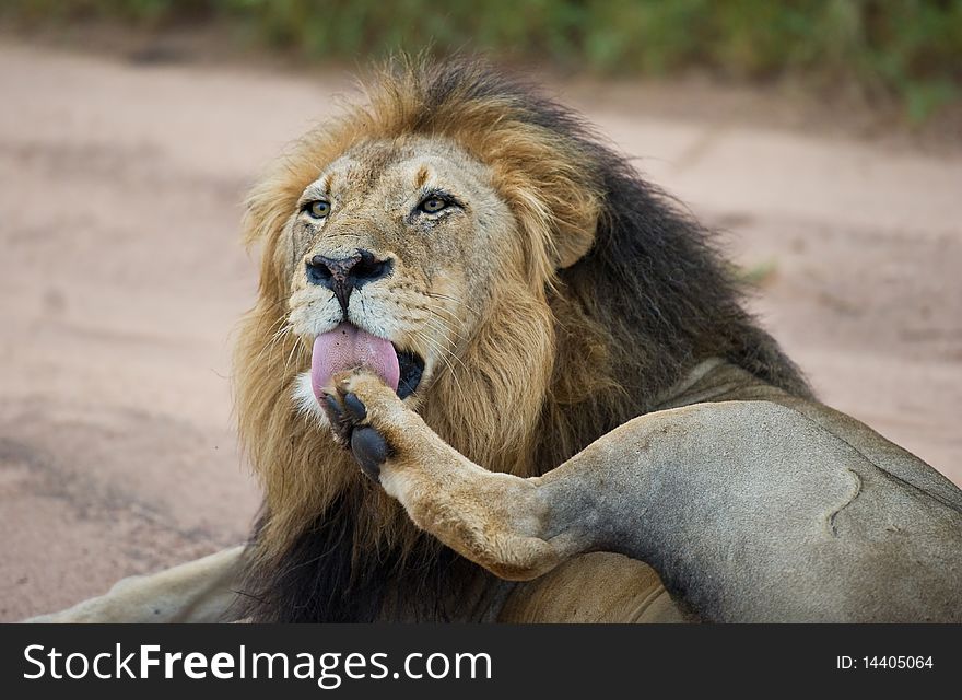 Large male lion (panthera leo) busy grooming in the African bush. Large male lion (panthera leo) busy grooming in the African bush