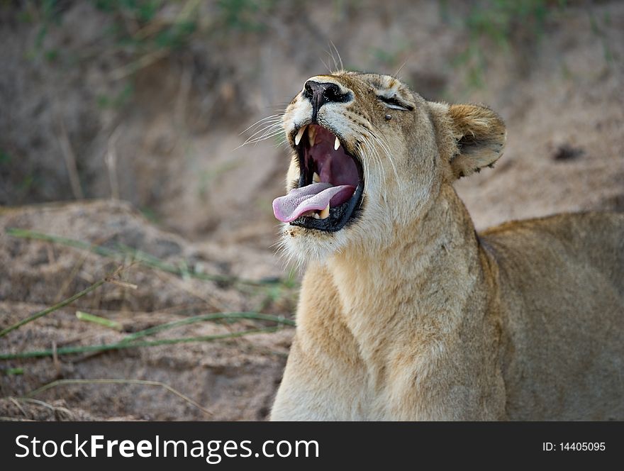 Lioness (Panthera Leo) yawning at the end of a long day in the African wilderness. Lioness (Panthera Leo) yawning at the end of a long day in the African wilderness