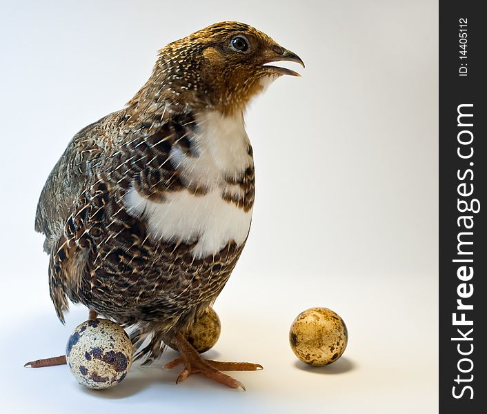 Smocking Quail With Eggs