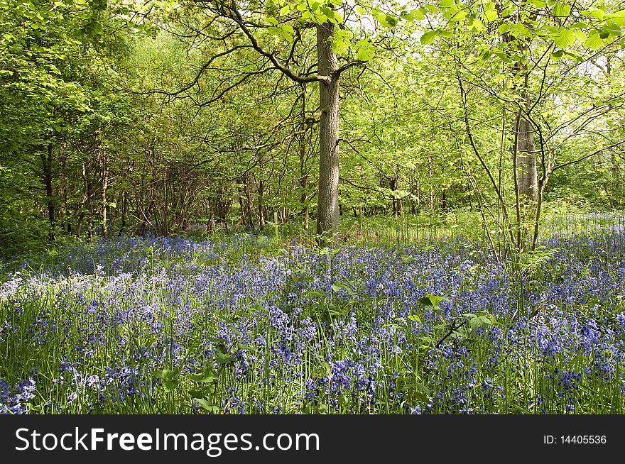 Bluebells in spring Hampshire UK