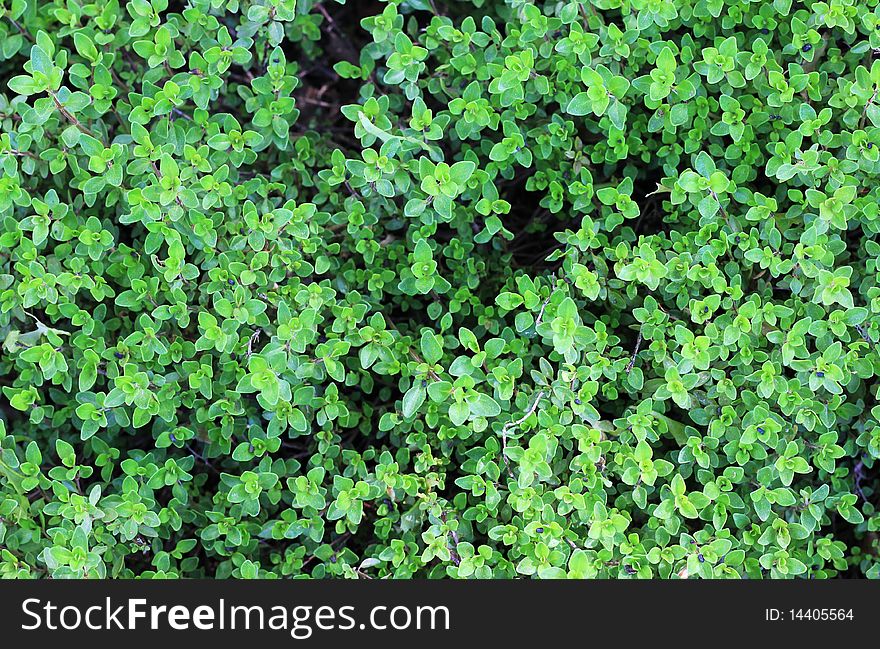 Thyme Background