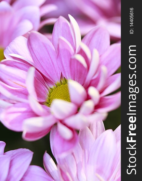 Close up of pink daisy flowers