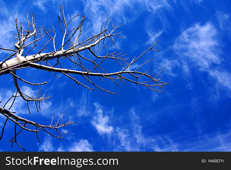 Bare Tree & Sky