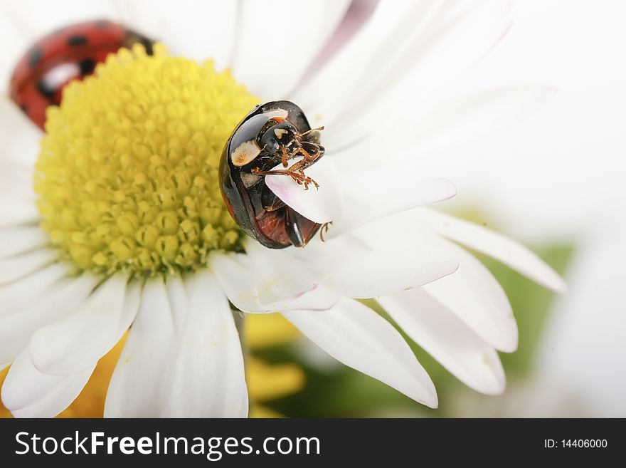 The image of the two ladybirds, sitting in daisies. Macro. The image of the two ladybirds, sitting in daisies. Macro