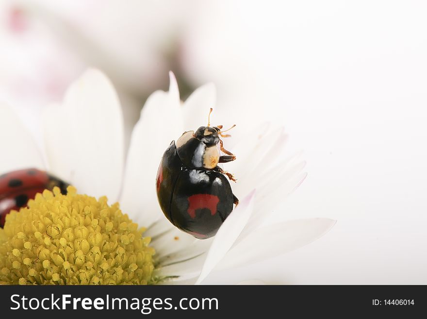 The image of the two ladybirds, sitting in daisies. Macro. The image of the two ladybirds, sitting in daisies. Macro