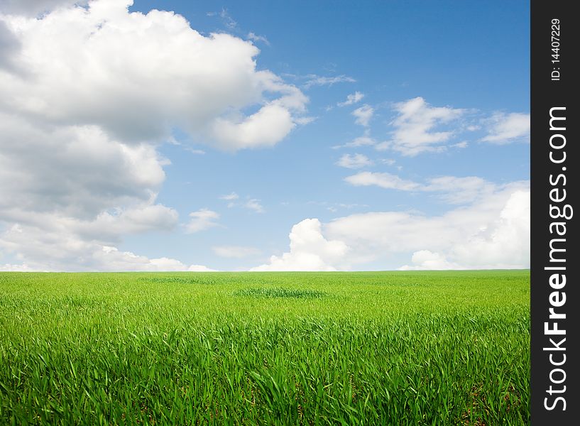 Green grass on the sky background. Green grass on the sky background