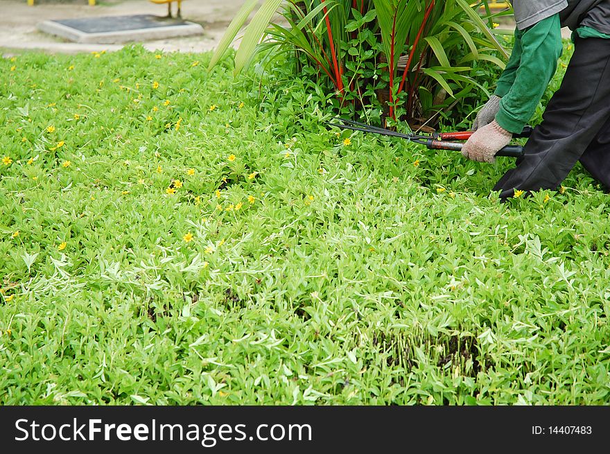 A man cutting flower at the garden