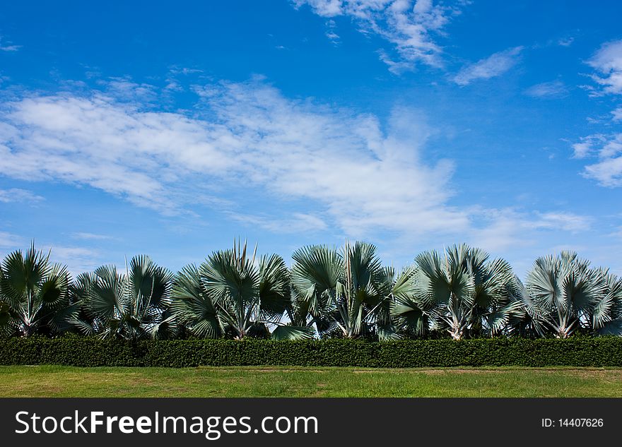 A garden in Chiang Mai North of Thailand. A garden in Chiang Mai North of Thailand